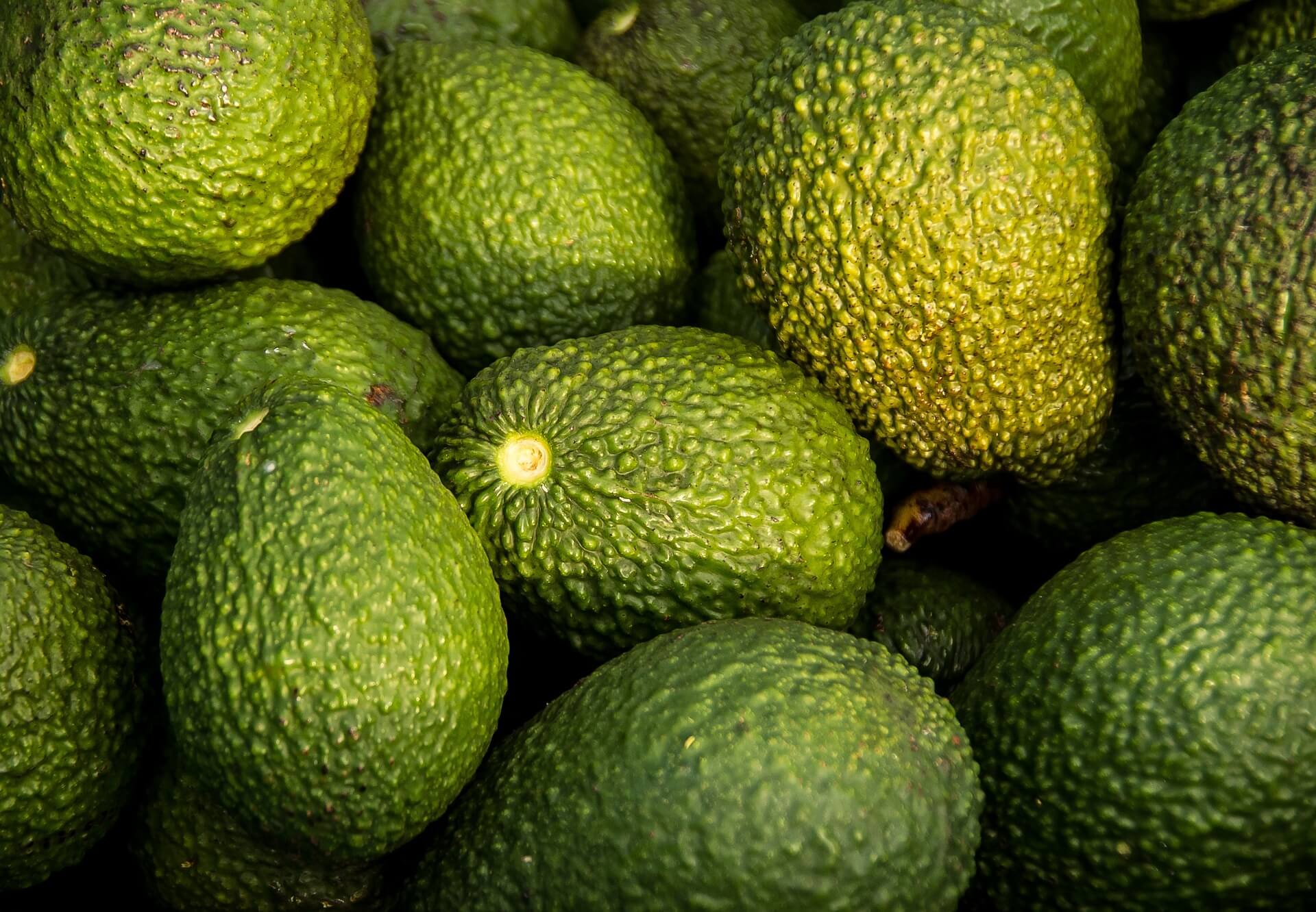 avocado titelbild