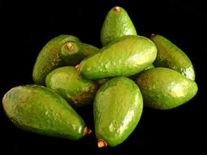 fuerte avocado